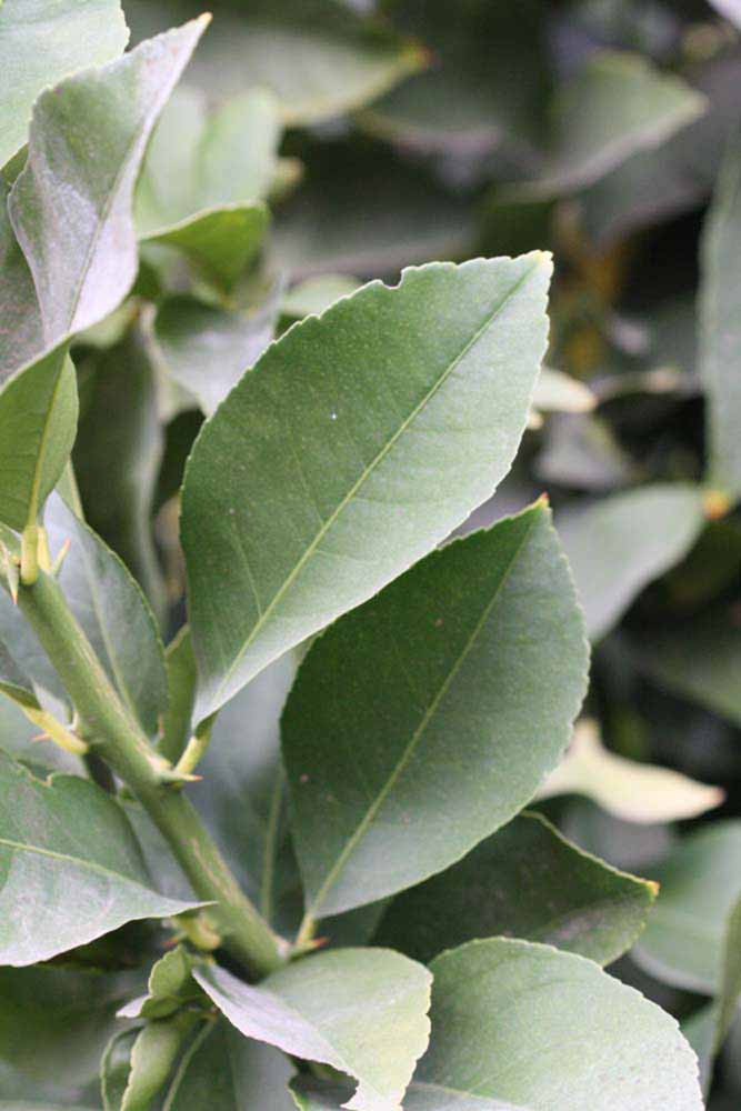               Sun leaves (Doctor Strong, Riverside,   CA)   